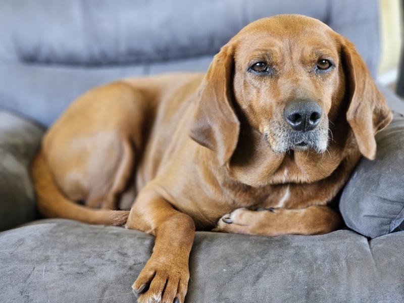 Maple, an adoptable Redbone Coonhound in Bancroft, ON, K0L 1C0 | Photo Image 5