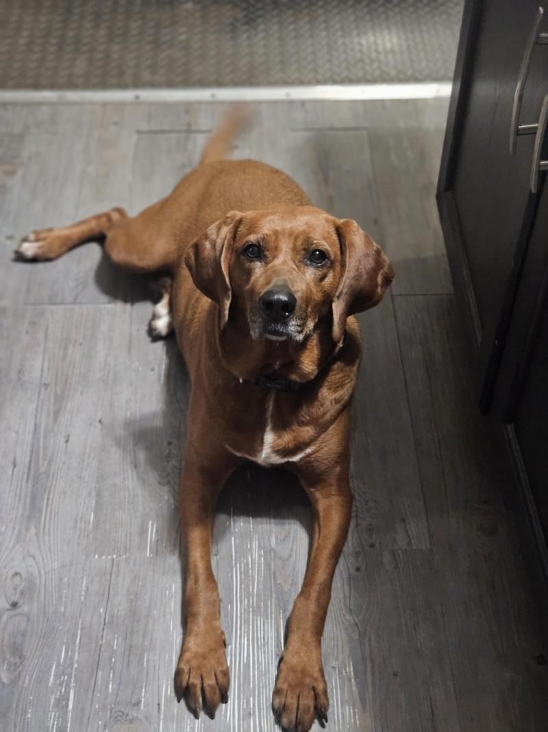 Maple, Adoptable, Adult Female Redbone Coonhound.
