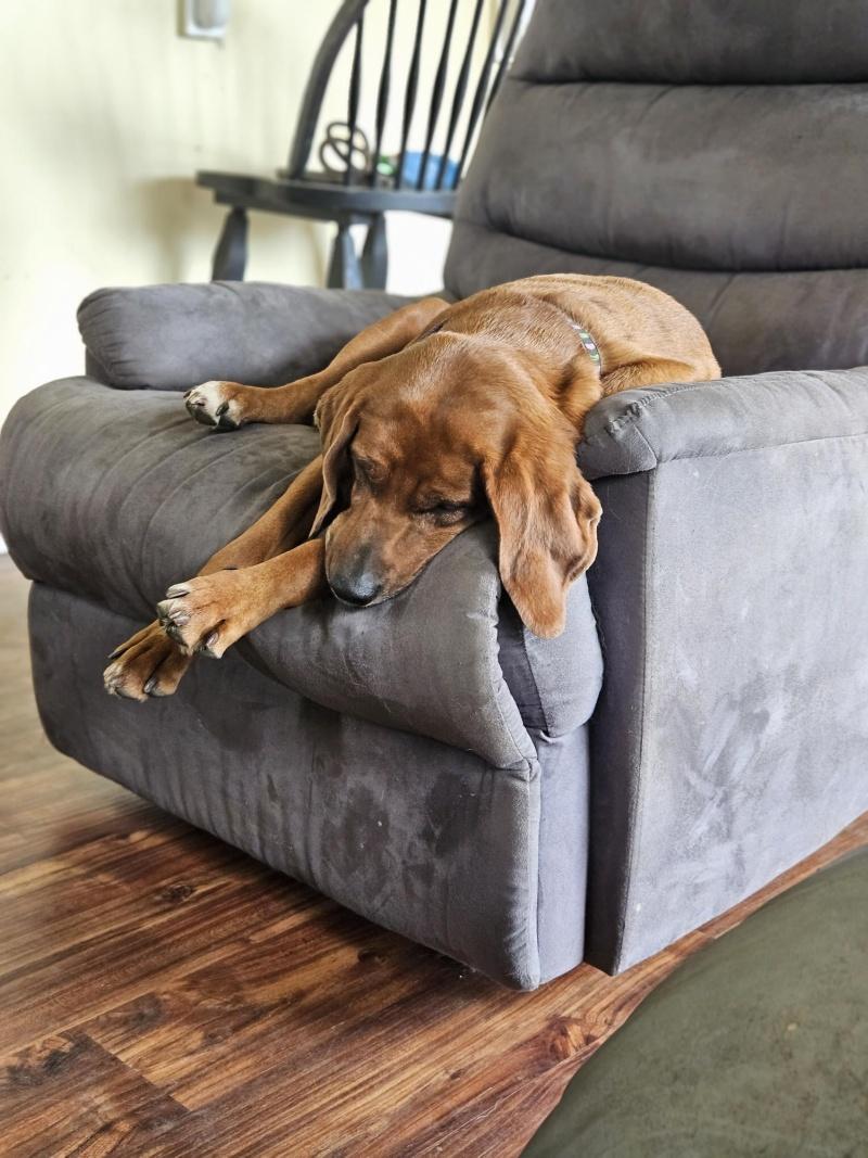 Maple, a Adoptable mixed breed in Bancroft, ON image 4/5