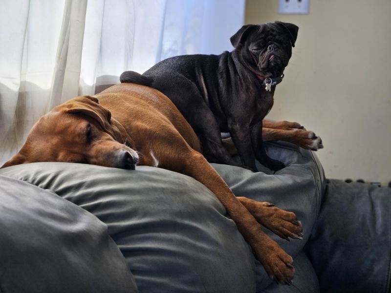 Maple, an adoptable Redbone Coonhound in Bancroft, ON, K0L 1C0 | Photo Image 2