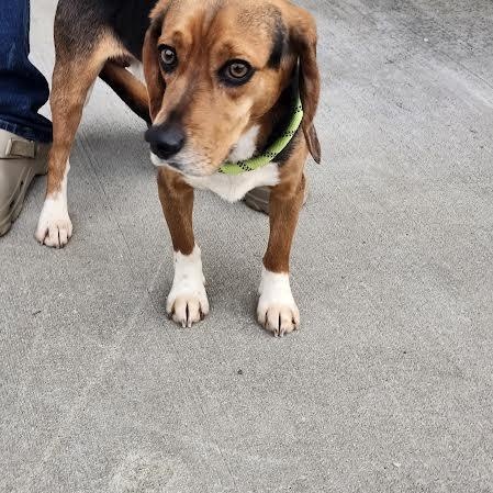 Enlarge Sam, an adopted Beagle in Hopkinsville, KY image 4/4