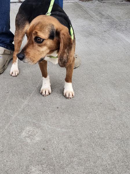 Enlarge Sam, an adopted Beagle in Hopkinsville, KY image 3/4