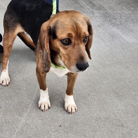 Enlarge Sam, an adopted Beagle in Hopkinsville, KY image 2/4
