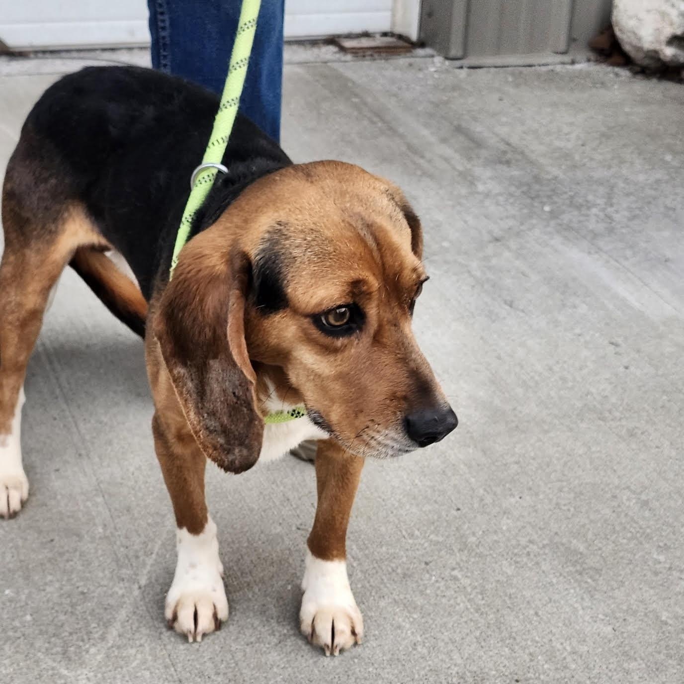 Sam, adopted, Adult Male Beagle.