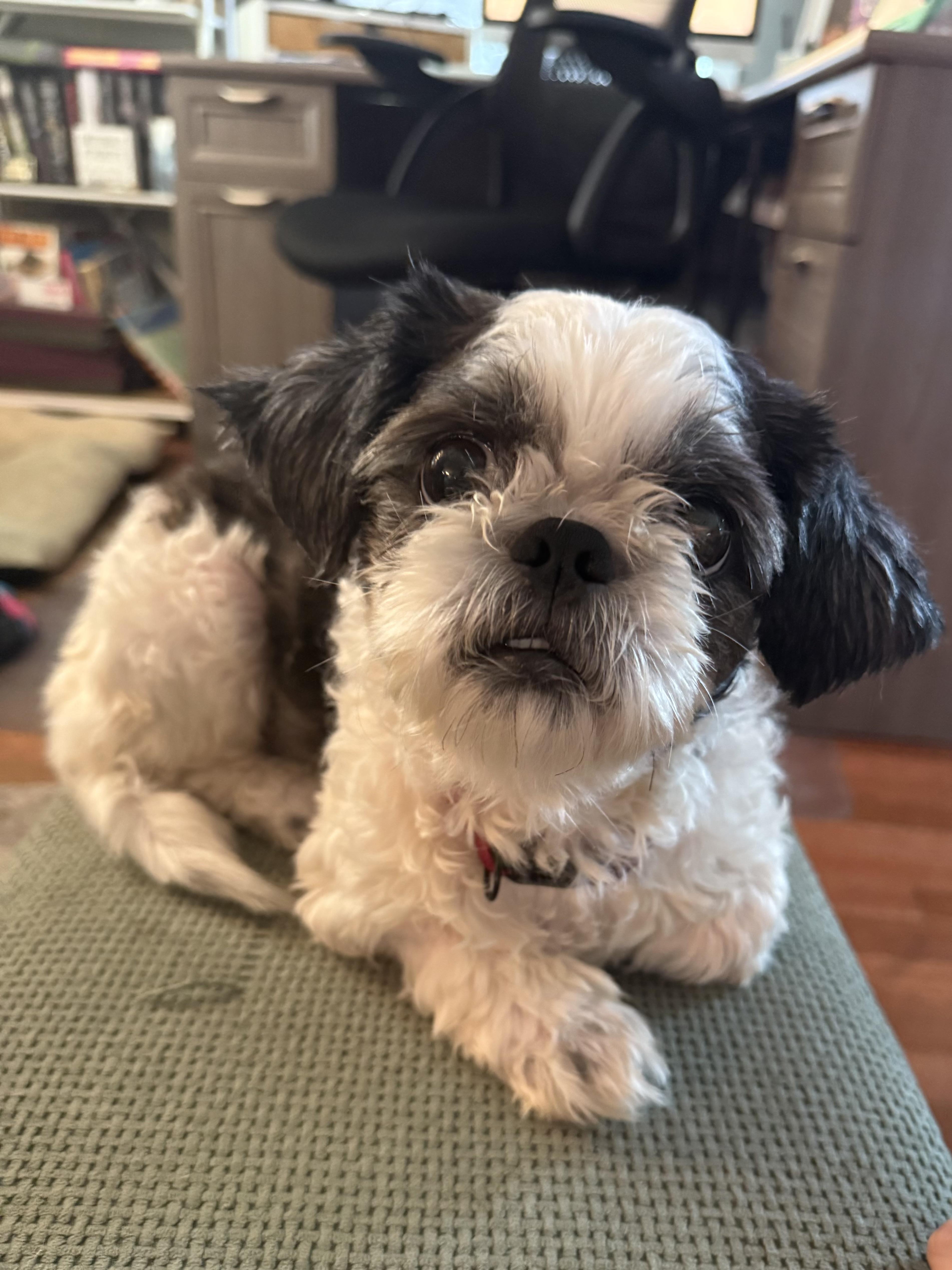 Enlarge Oreo, a Adopted Shih Tzu in Texarkana, TX image 3/3
