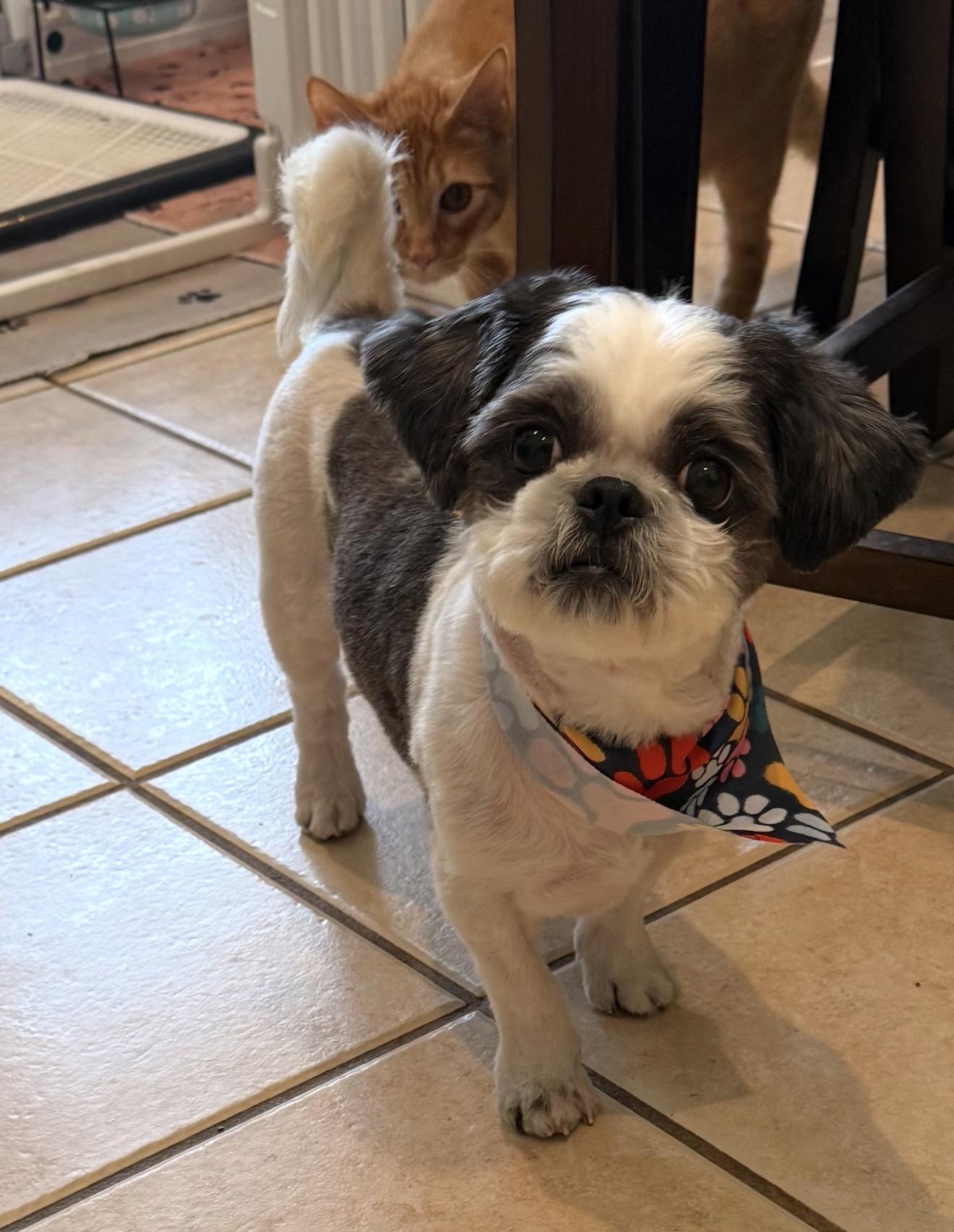 Enlarge Oreo, a Adopted Shih Tzu in Texarkana, TX image 1/3