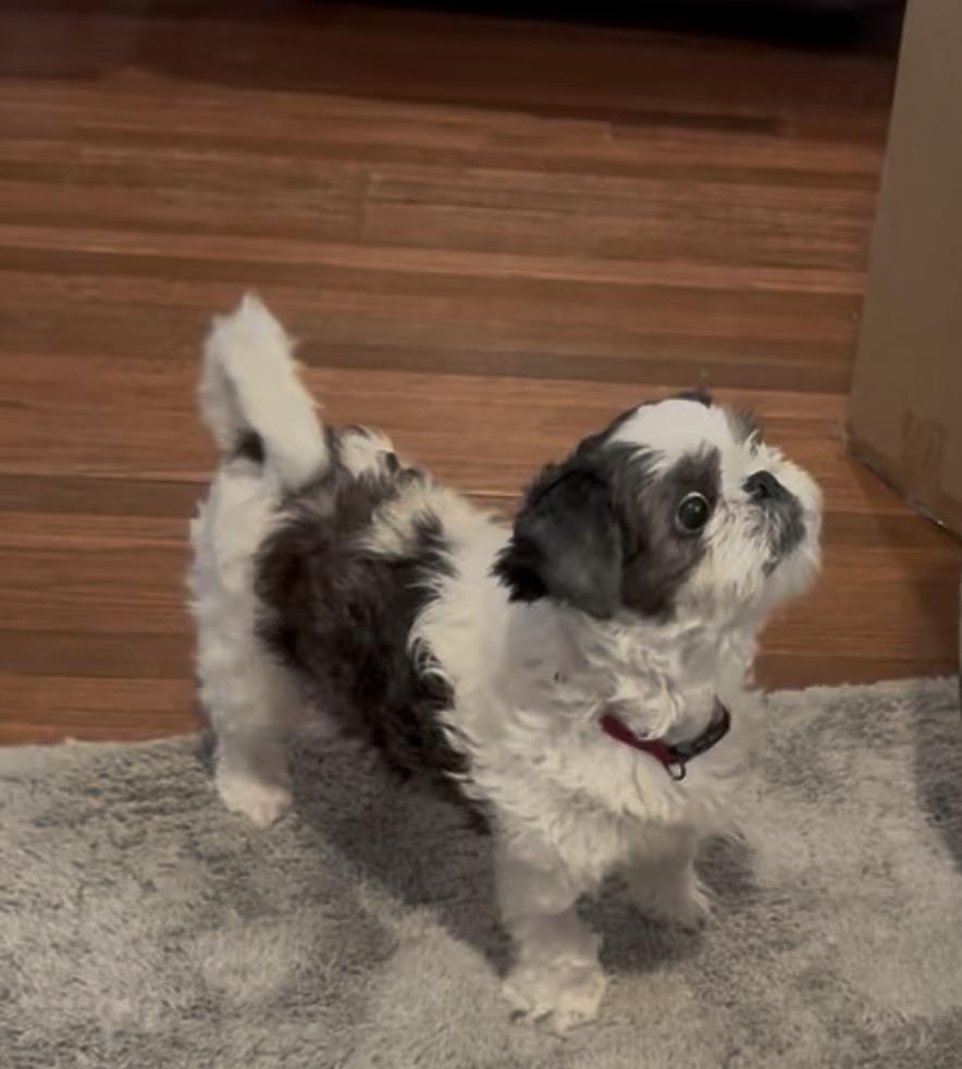 Enlarge Oreo, a Adopted Shih Tzu in Texarkana, TX image 2/3