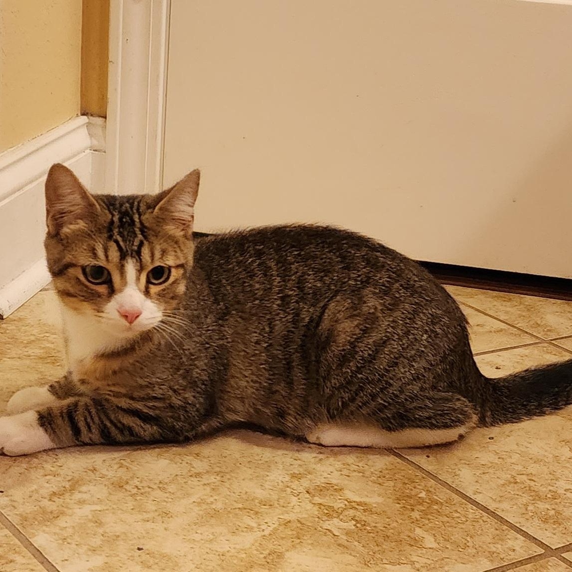 Enlarge Almond Joy, a Adoptable Domestic Short Hair in Maryville, TN image 3/4