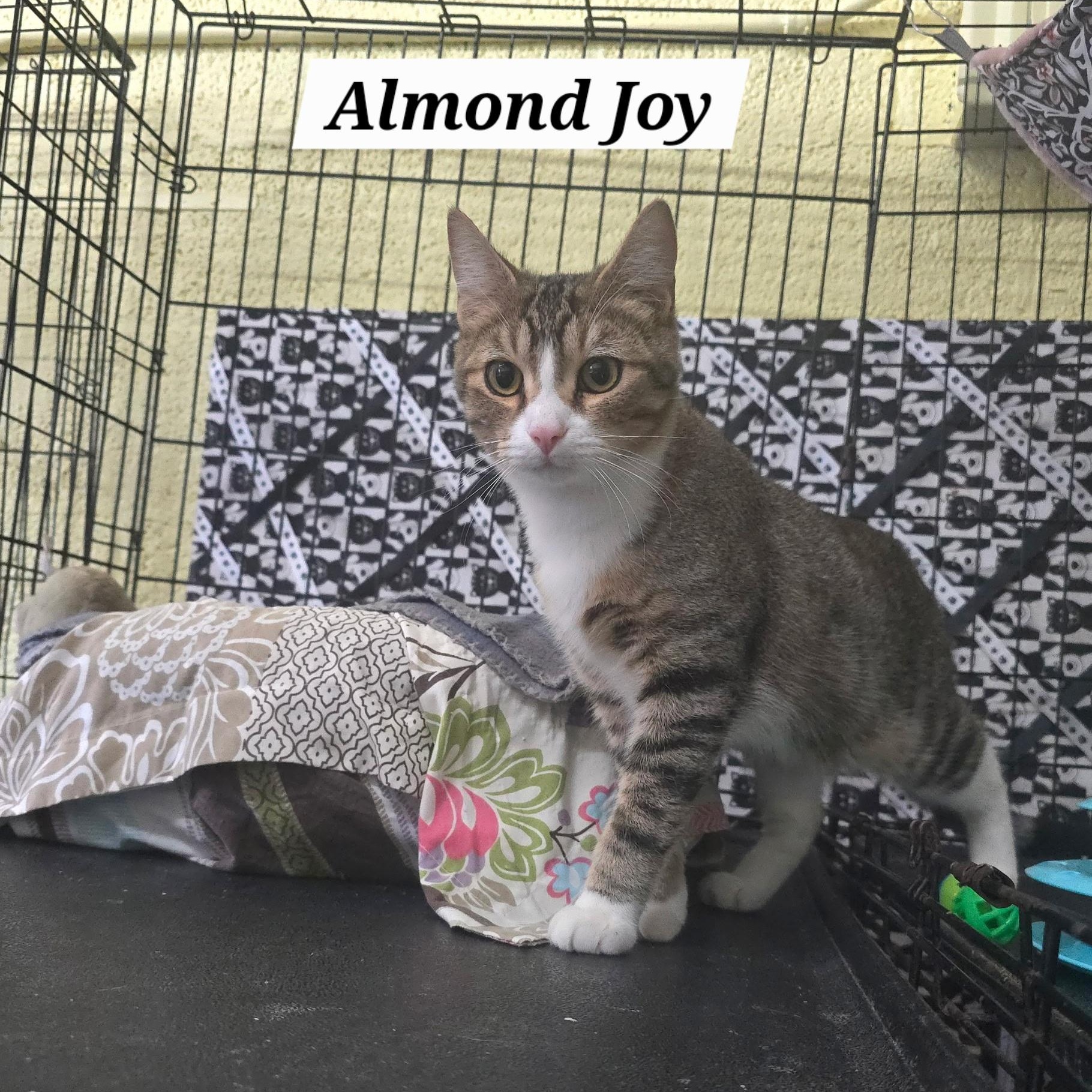 Enlarge Almond Joy, a Adoptable Domestic Short Hair in Maryville, TN image 2/4