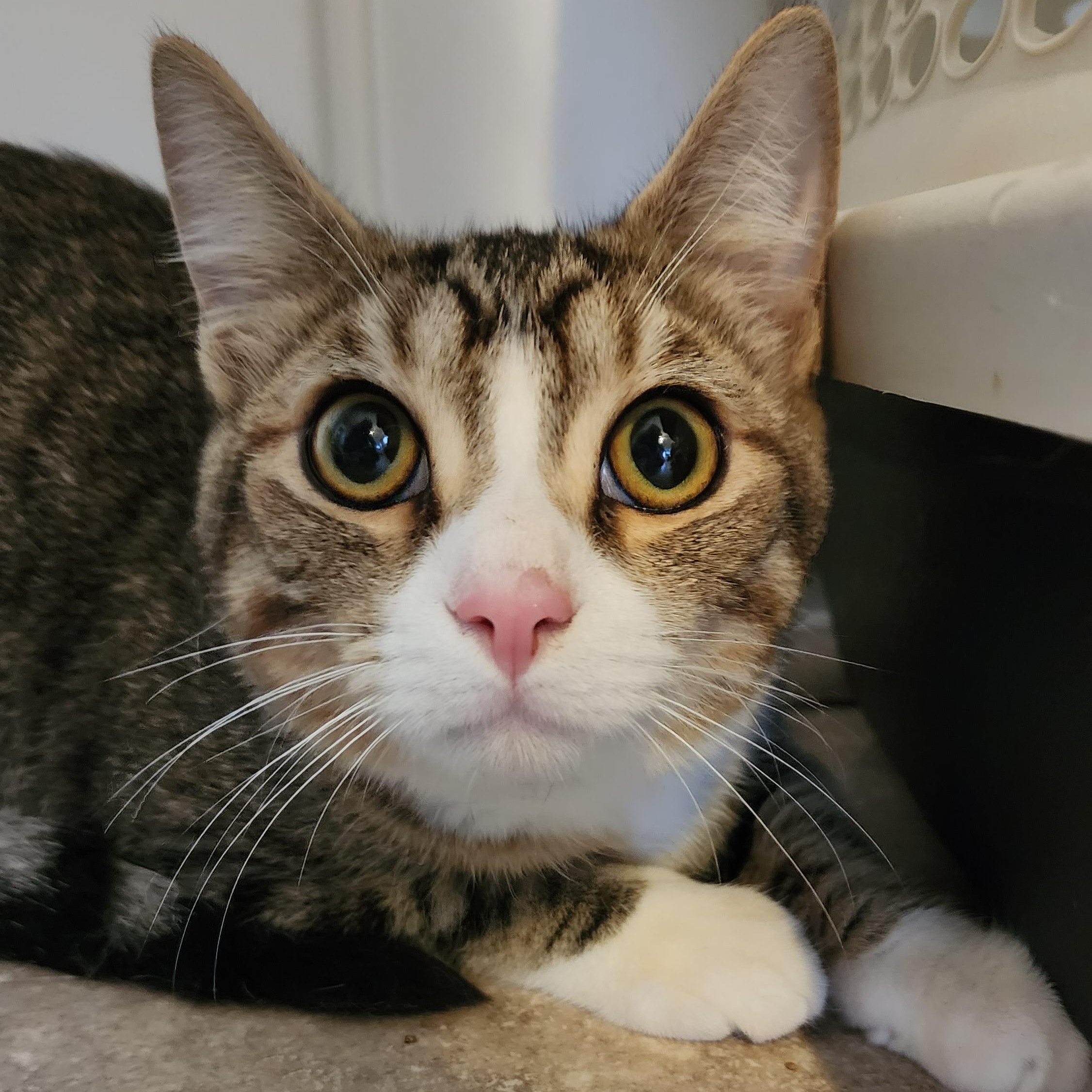 Enlarge Almond Joy, a Adoptable Domestic Short Hair in Maryville, TN image 4/4