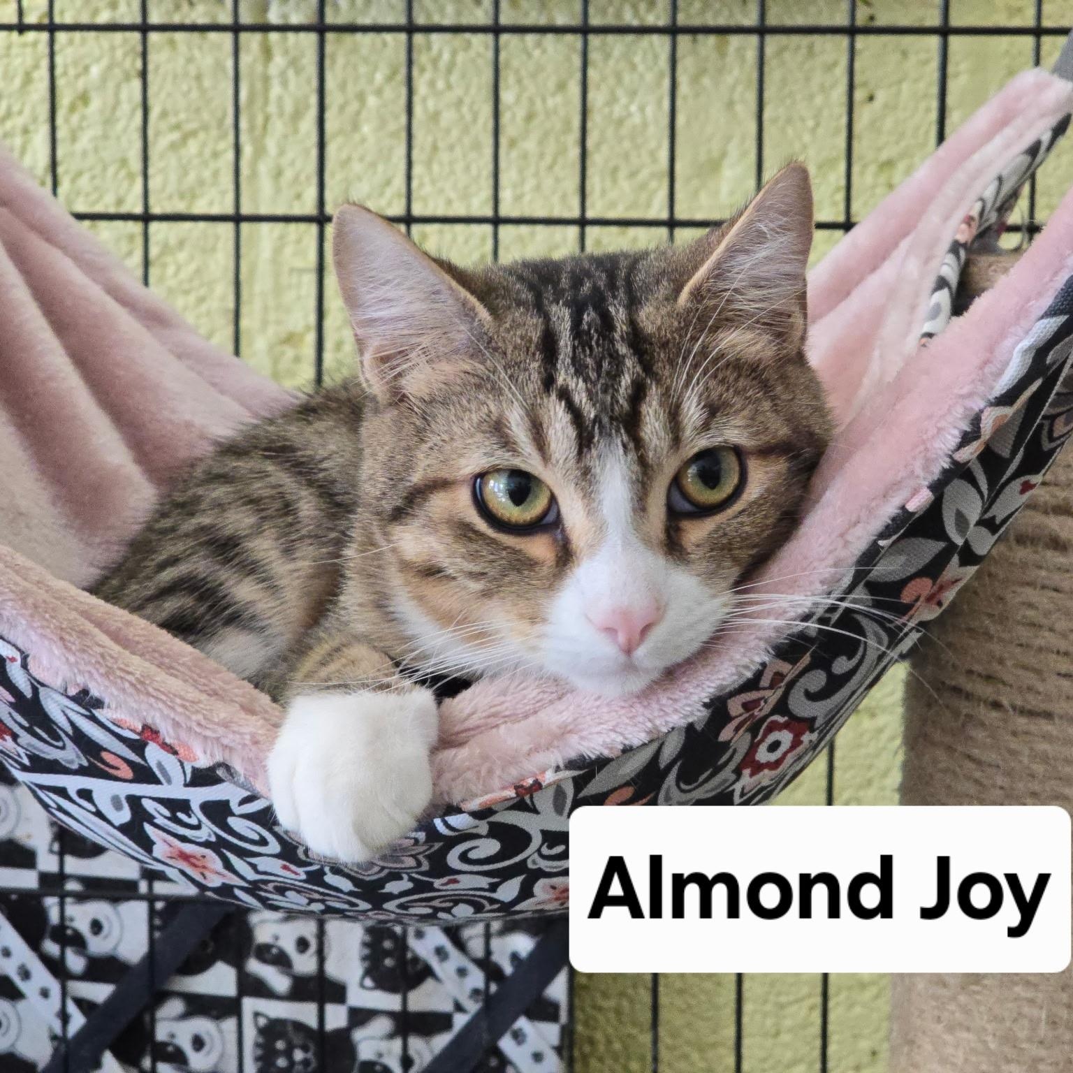 Enlarge Almond Joy, a Adoptable Domestic Short Hair in Maryville, TN image 1/4