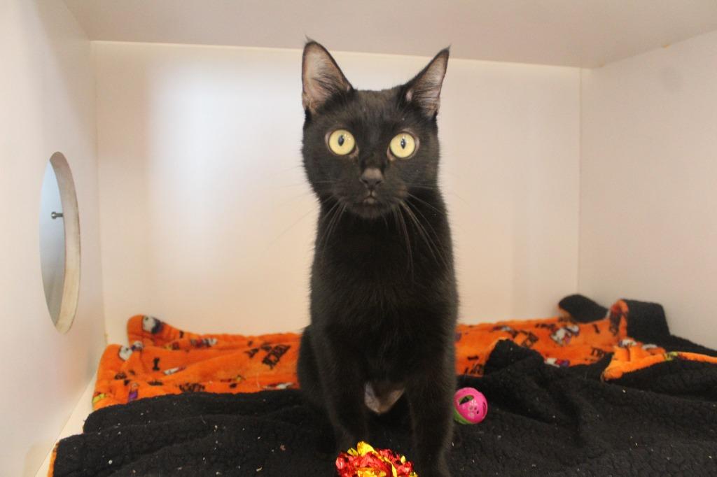 Magical Department of Complaints, a ADOPTABLE Domestic Short Hair in Chestertown, MD image 1/4