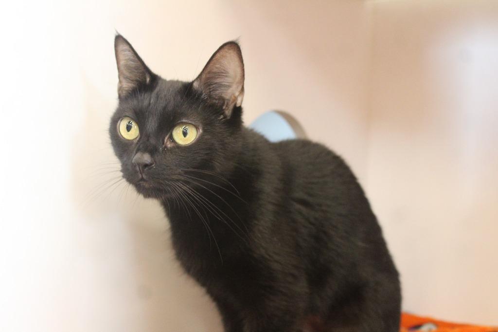 Magical Department of Complaints, a ADOPTABLE Domestic Short Hair in Chestertown, MD image 3/4