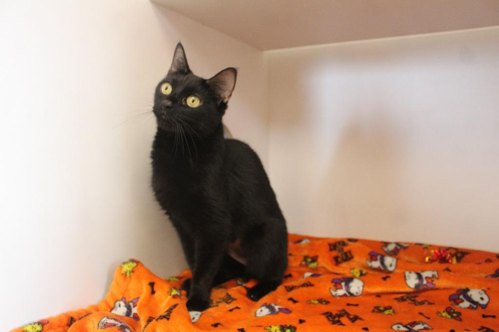 Magical Department of Complaints, a ADOPTABLE Domestic Short Hair in Chestertown, MD image 4/4