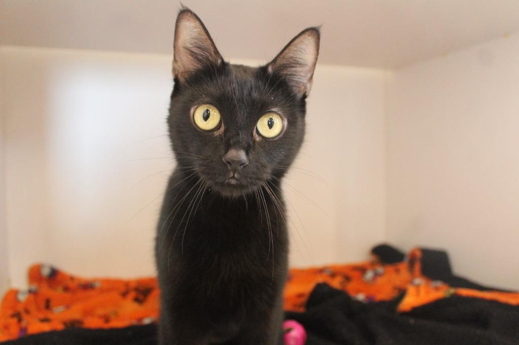 Magical Department of Complaints, a ADOPTABLE Domestic Short Hair in Chestertown, MD image 2/4