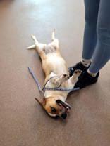 Ruby (spayed) photo 4