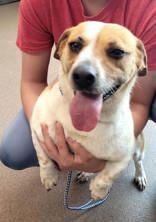 Ruby (spayed) photo 3