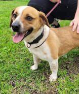 Ruby (spayed), Adult Female Beagle
