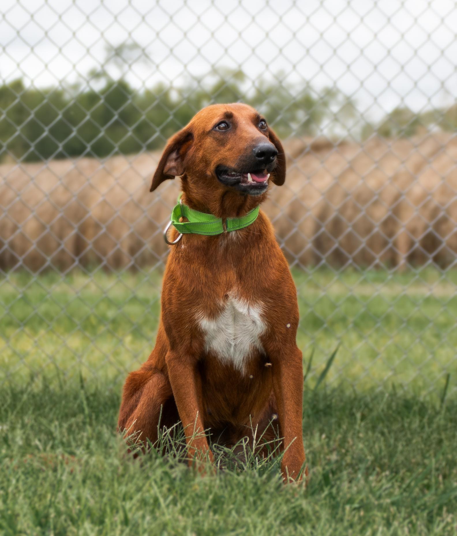 Cadence, a Adoptable mixed breed in Winchester, KY image 2/6