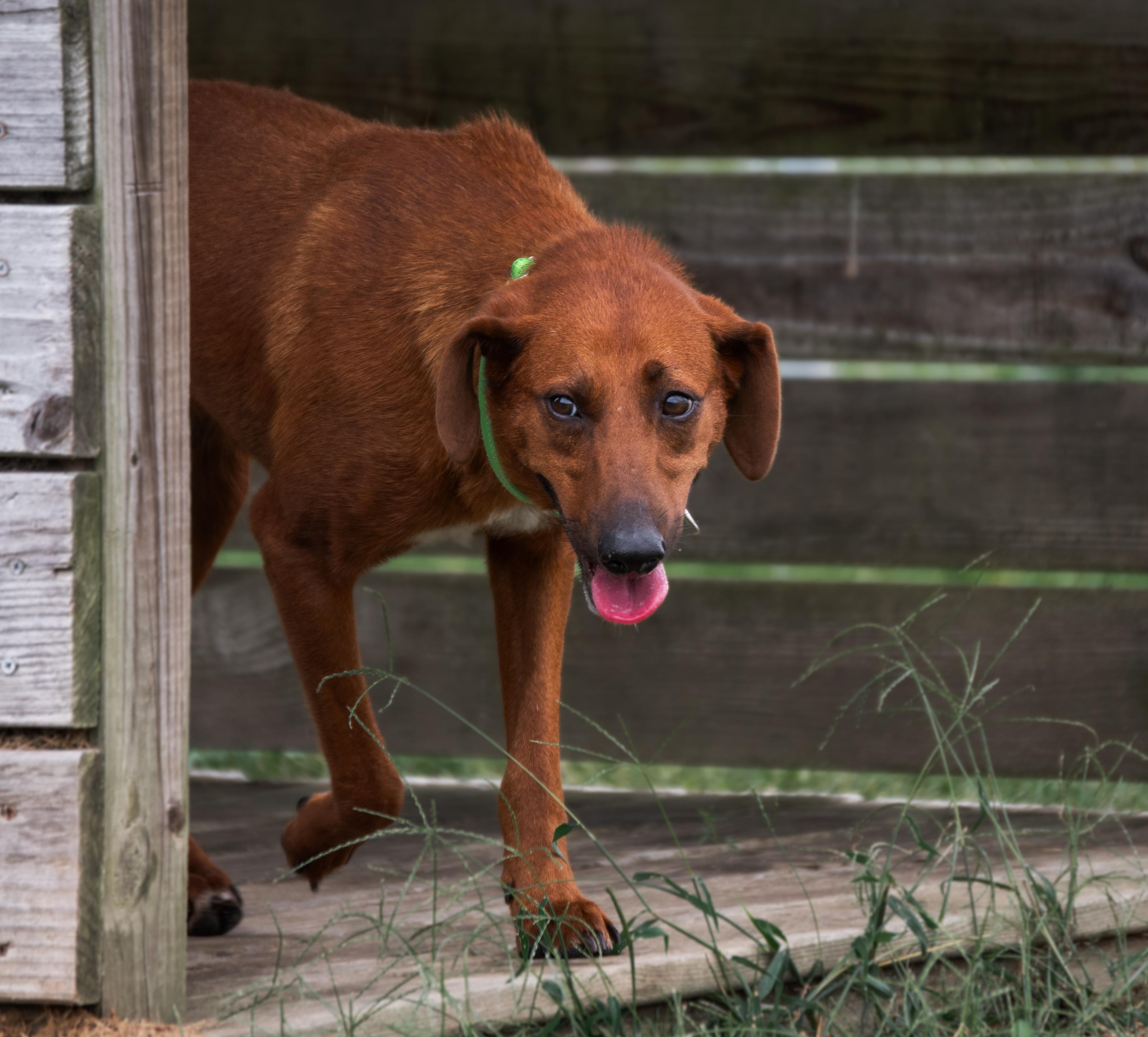 Cadence, a Adoptable mixed breed in Winchester, KY image 3/6