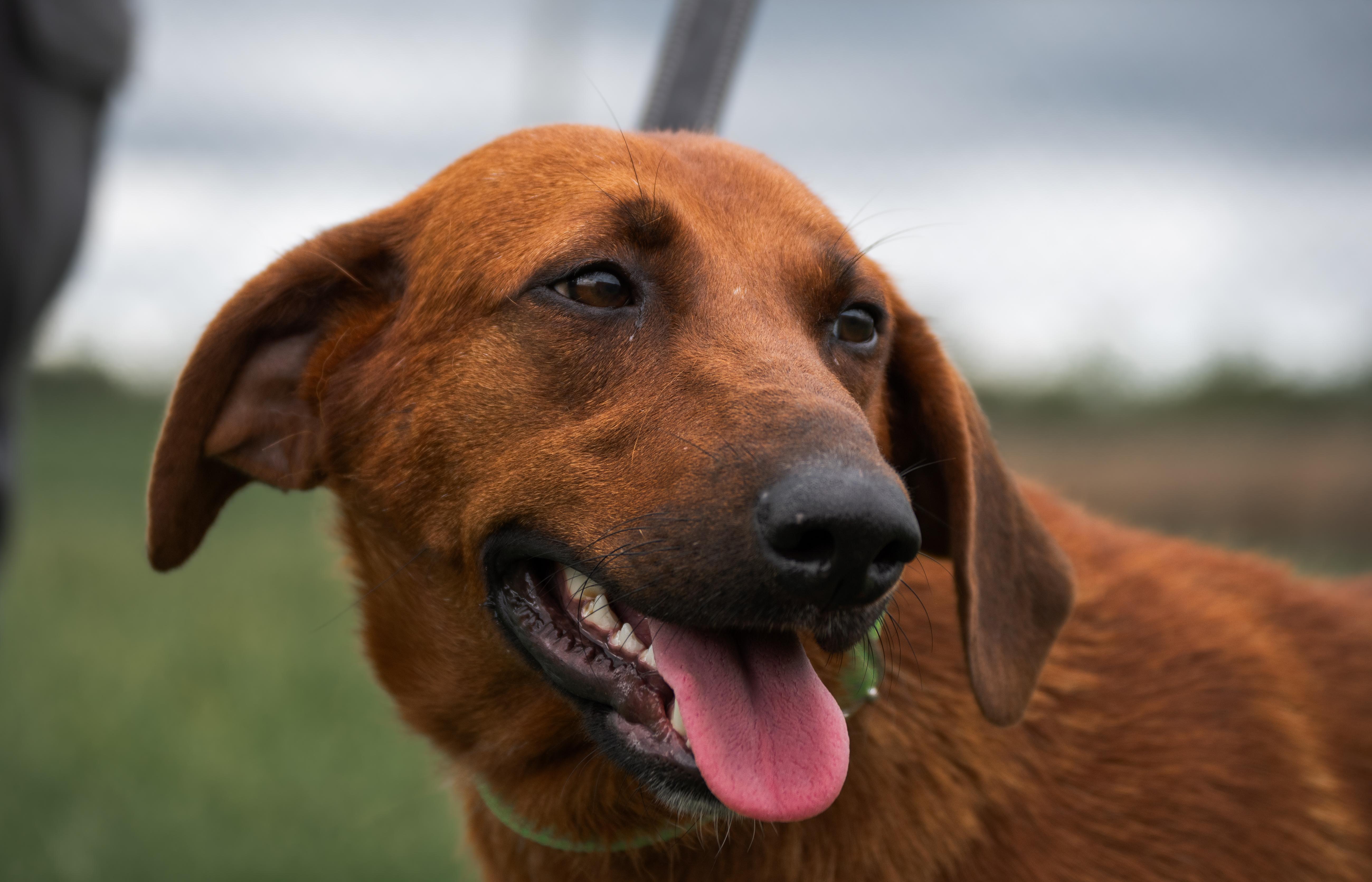 Cadence, a Adoptable mixed breed in Winchester, KY image 4/6