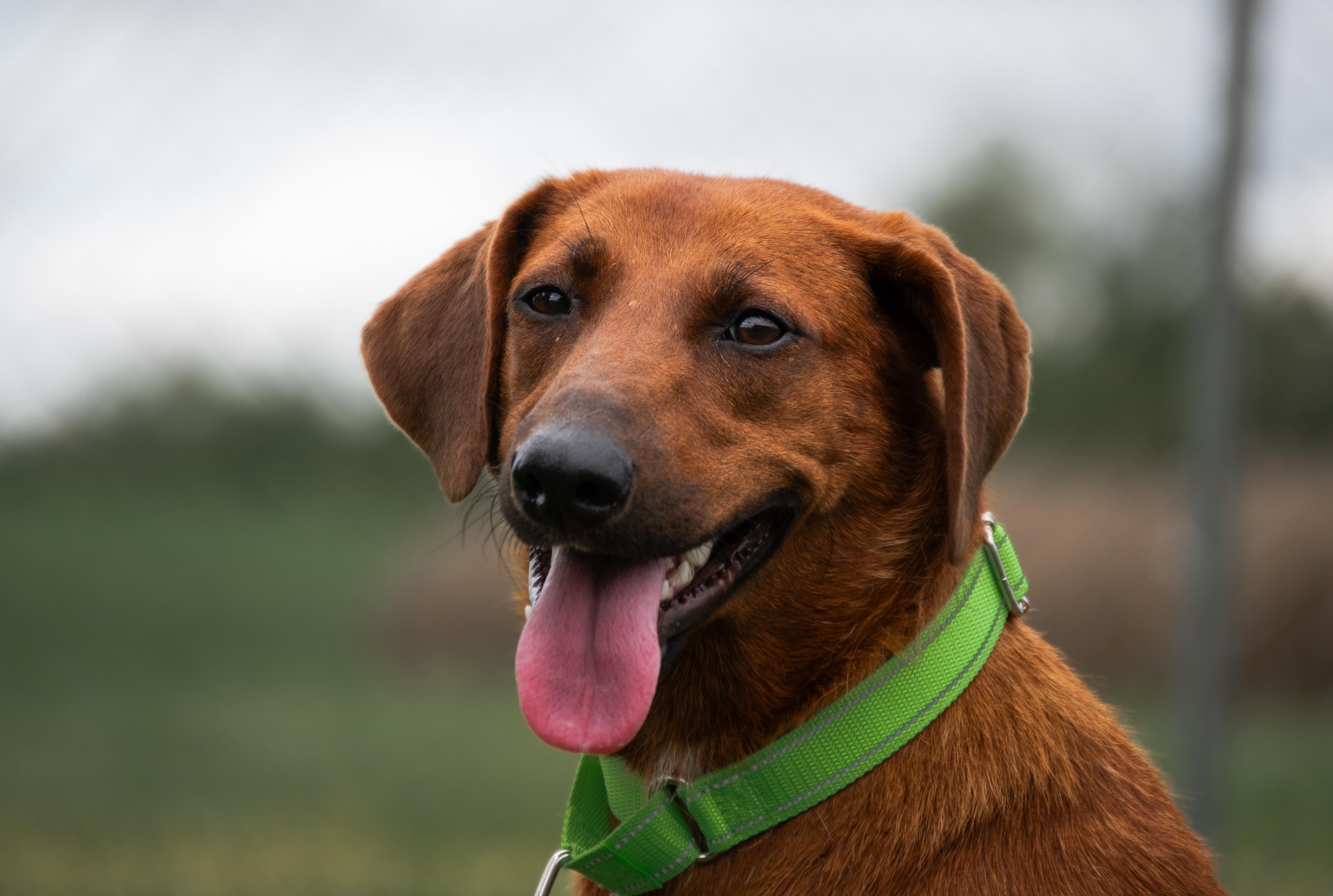Cadence, a Adoptable mixed breed in Winchester, KY image 5/6