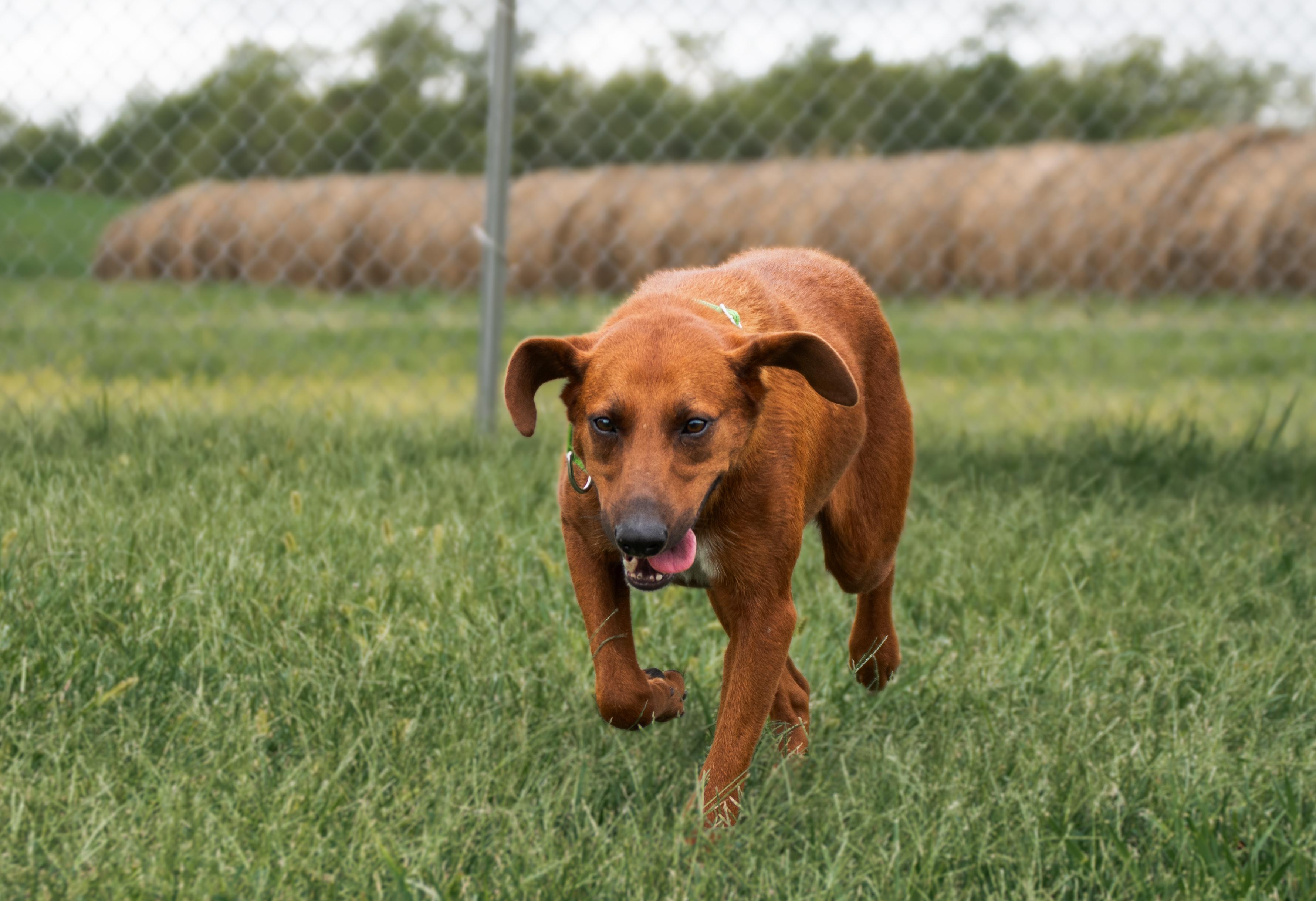 Cadence, a Adoptable mixed breed in Winchester, KY image 6/6