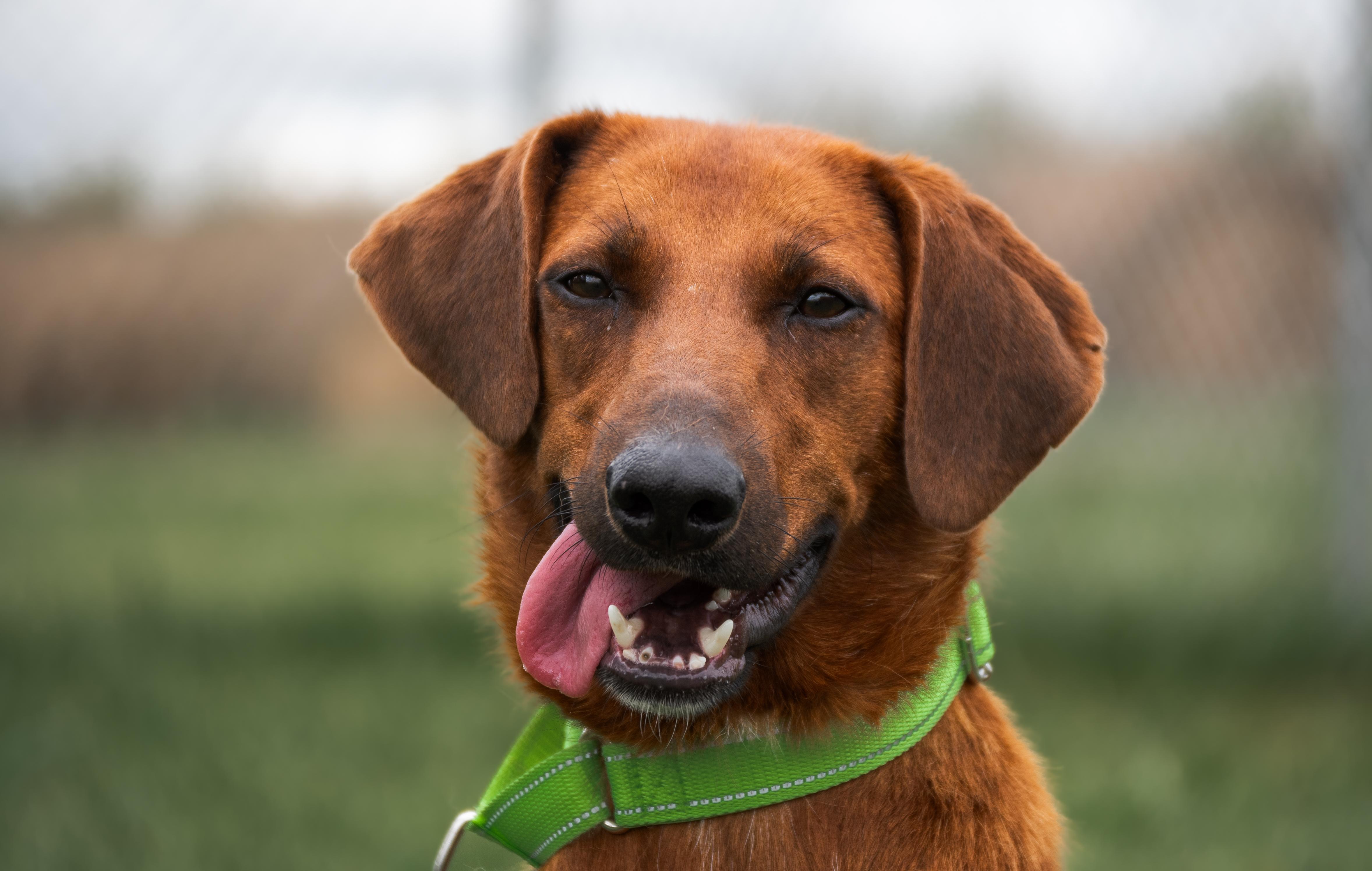 Cadence, a Adoptable mixed breed in Winchester, KY image 1/6