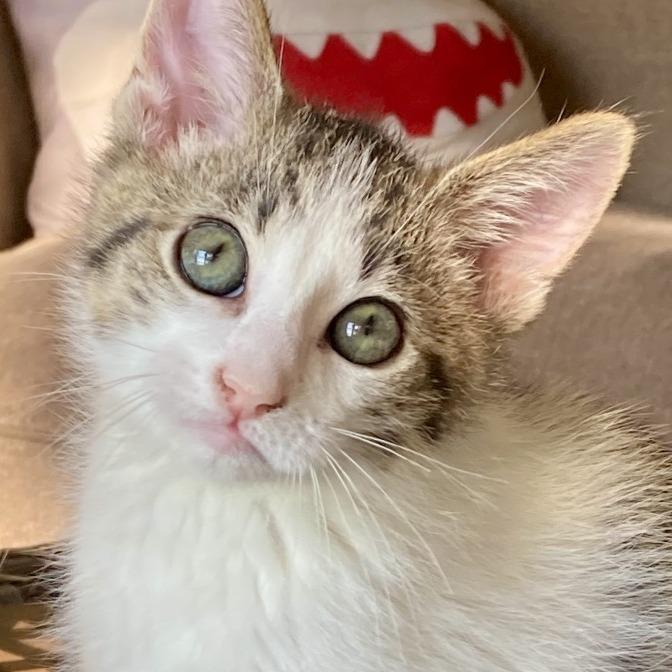 Nutters, Adoptable, Kitten Male Domestic Short Hair & Domestic Short Hair.
