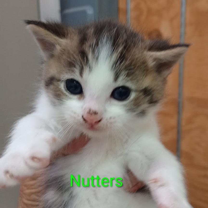 Enlarge Nutters, a Adoptable mixed breed in Grand Rapids, MN image 2/2