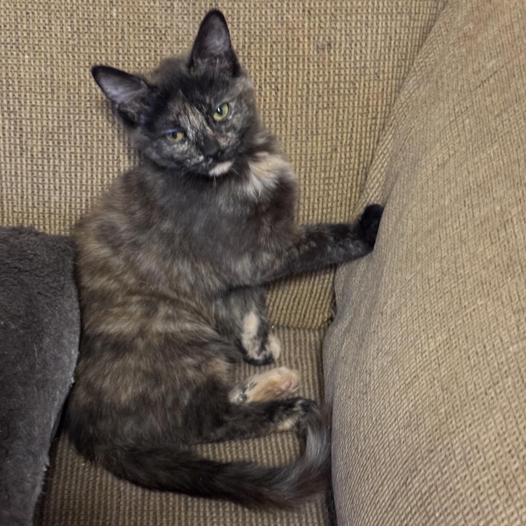 Enlarge Purrkinje, a Adoptable Domestic Short Hair in Greenfield, IN image 1/1