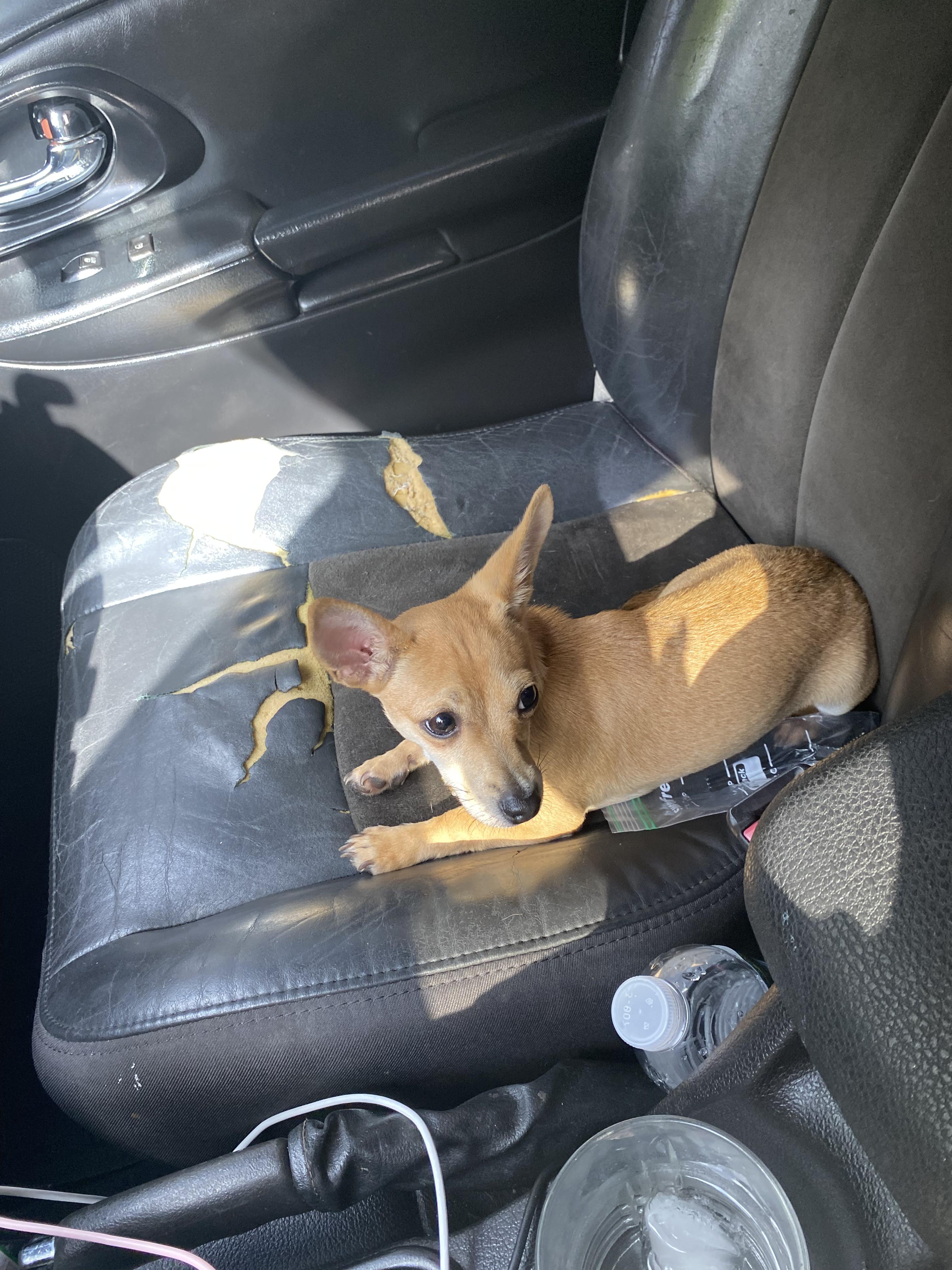Enlarge Paco, a Adopted Chihuahua in Hialeah, FL image 2/2