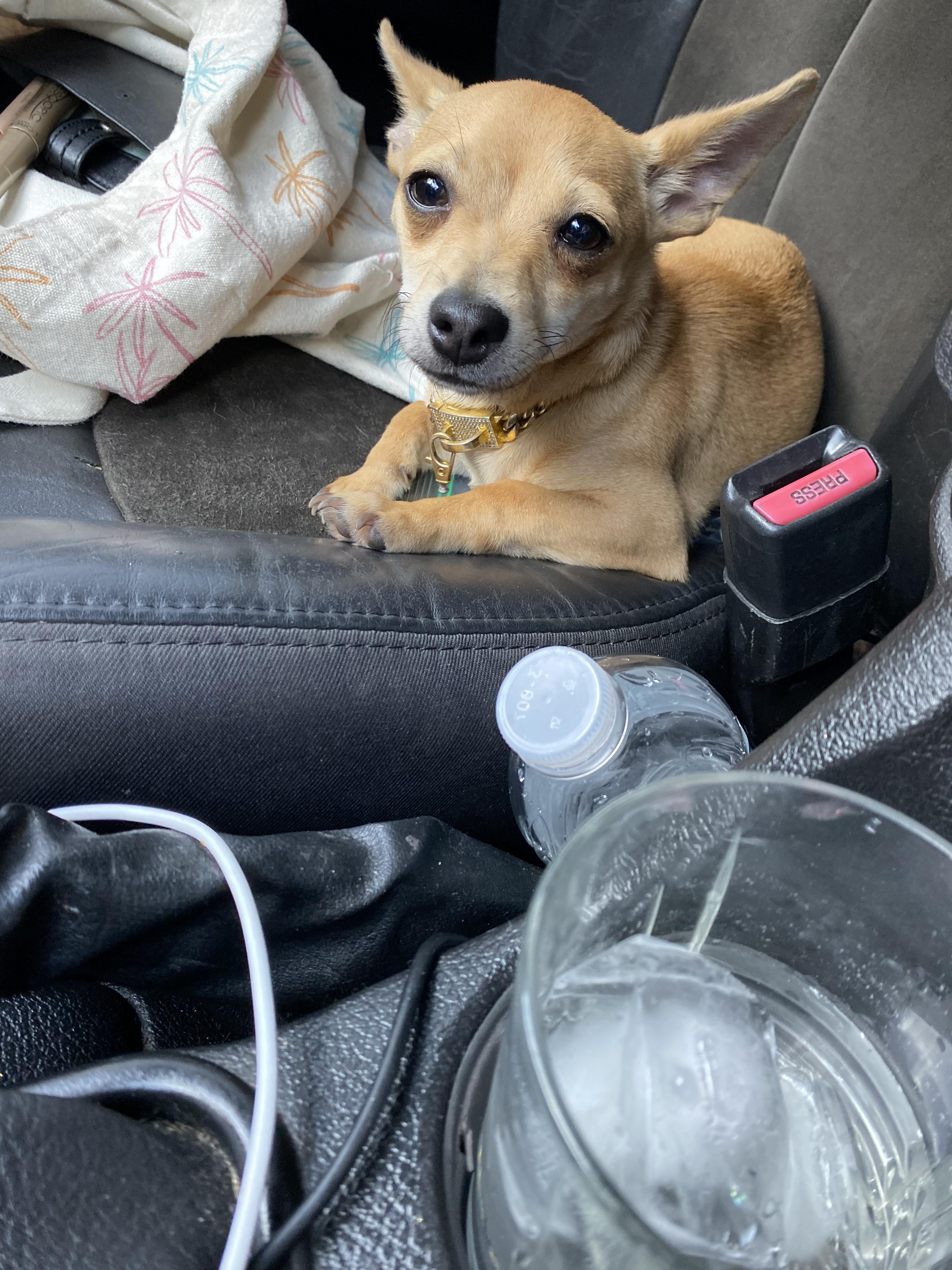 Enlarge Paco, a Adopted Chihuahua in Hialeah, FL image 1/2