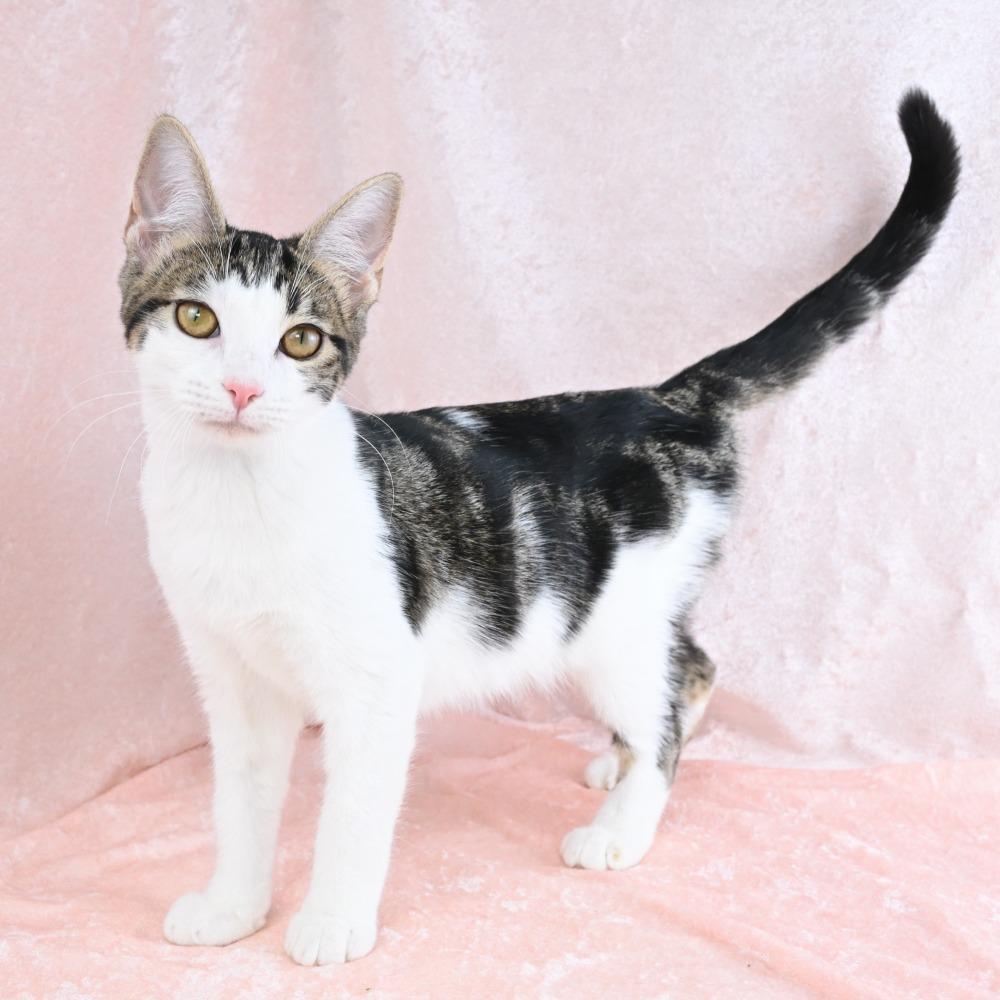 Stella, Adoptable, Kitten Female Domestic Short Hair.