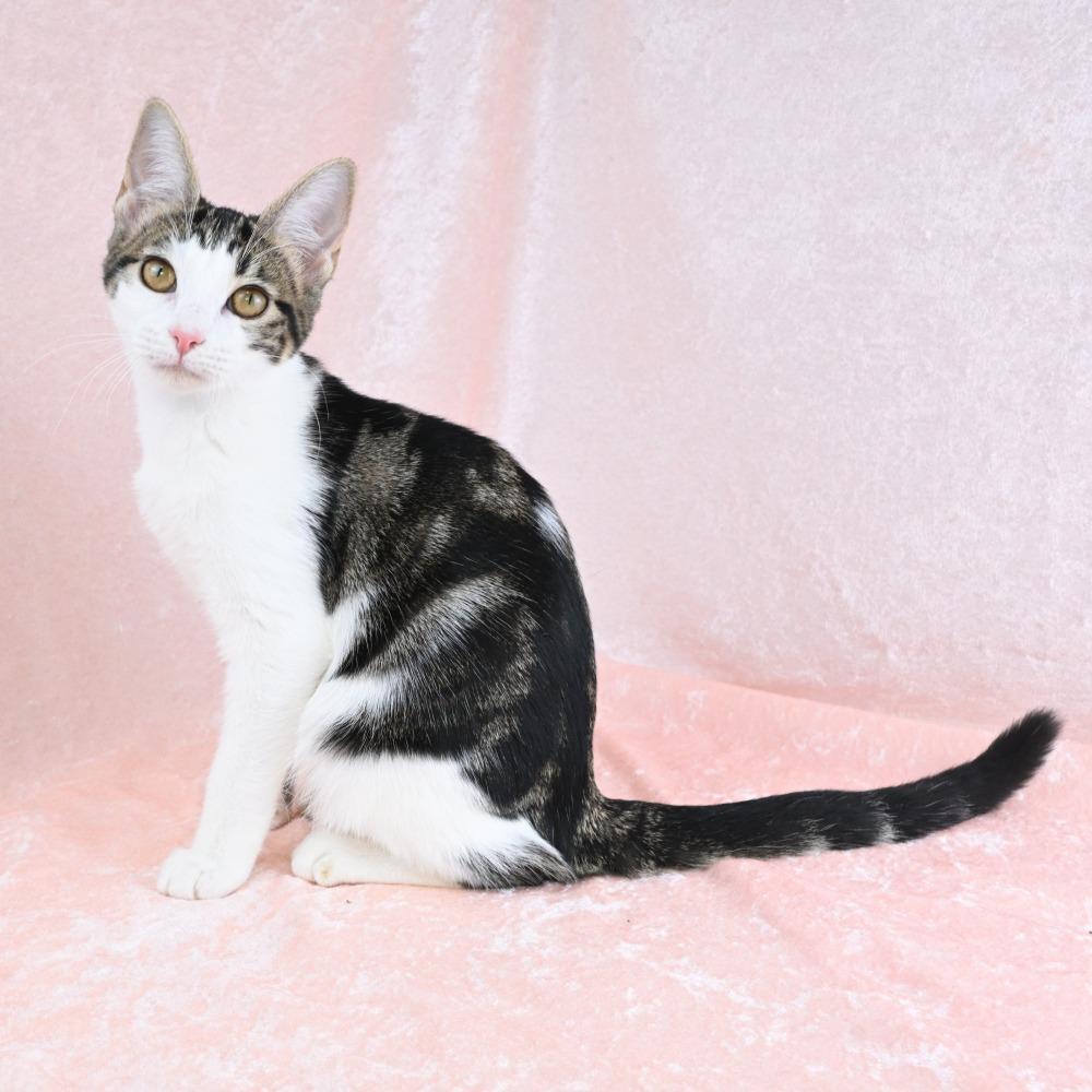 Enlarge Stella, a Adoptable Domestic Short Hair in Mobile, AL image 2/6