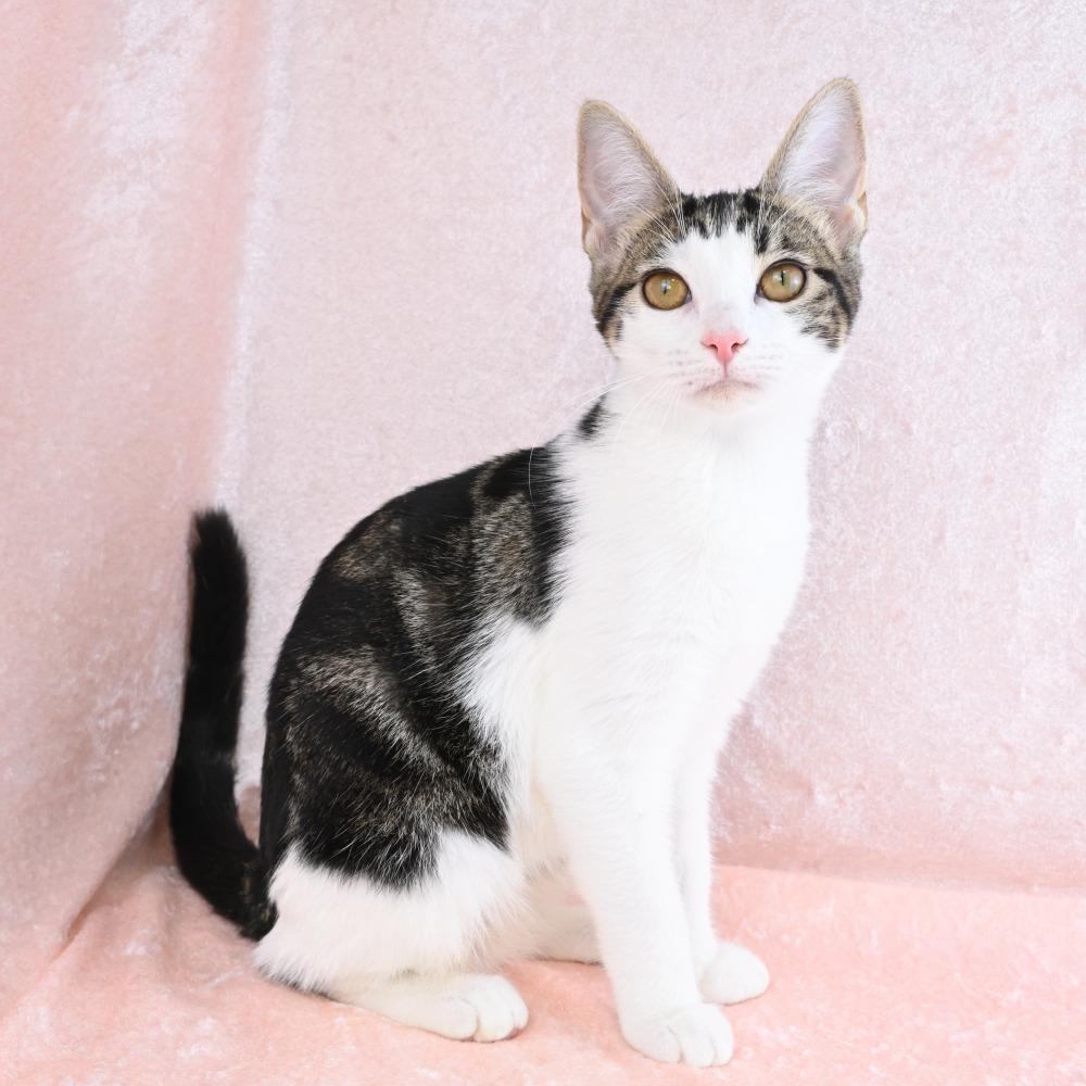 Enlarge Stella, a Adoptable Domestic Short Hair in Mobile, AL image 3/6