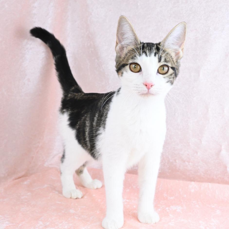 Enlarge Stella, a Adoptable Domestic Short Hair in Mobile, AL image 4/6