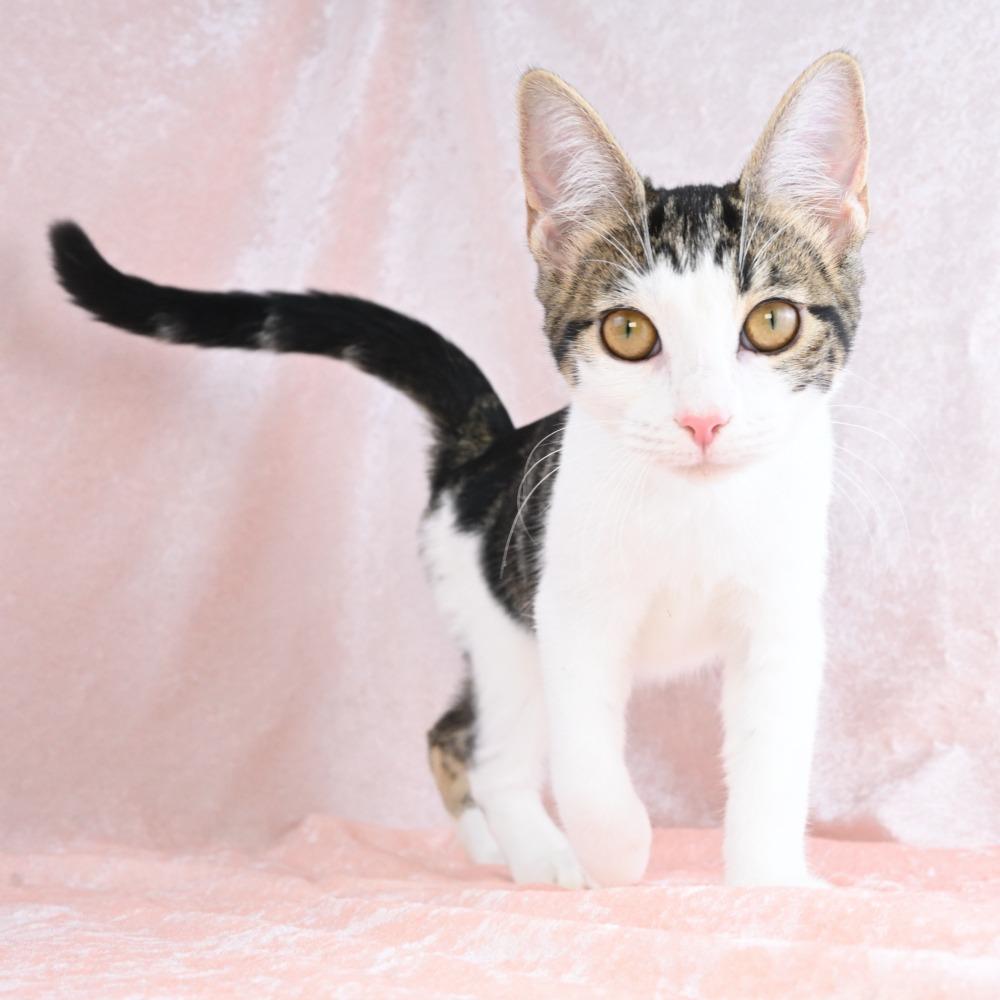 Enlarge Stella, a Adoptable Domestic Short Hair in Mobile, AL image 5/6