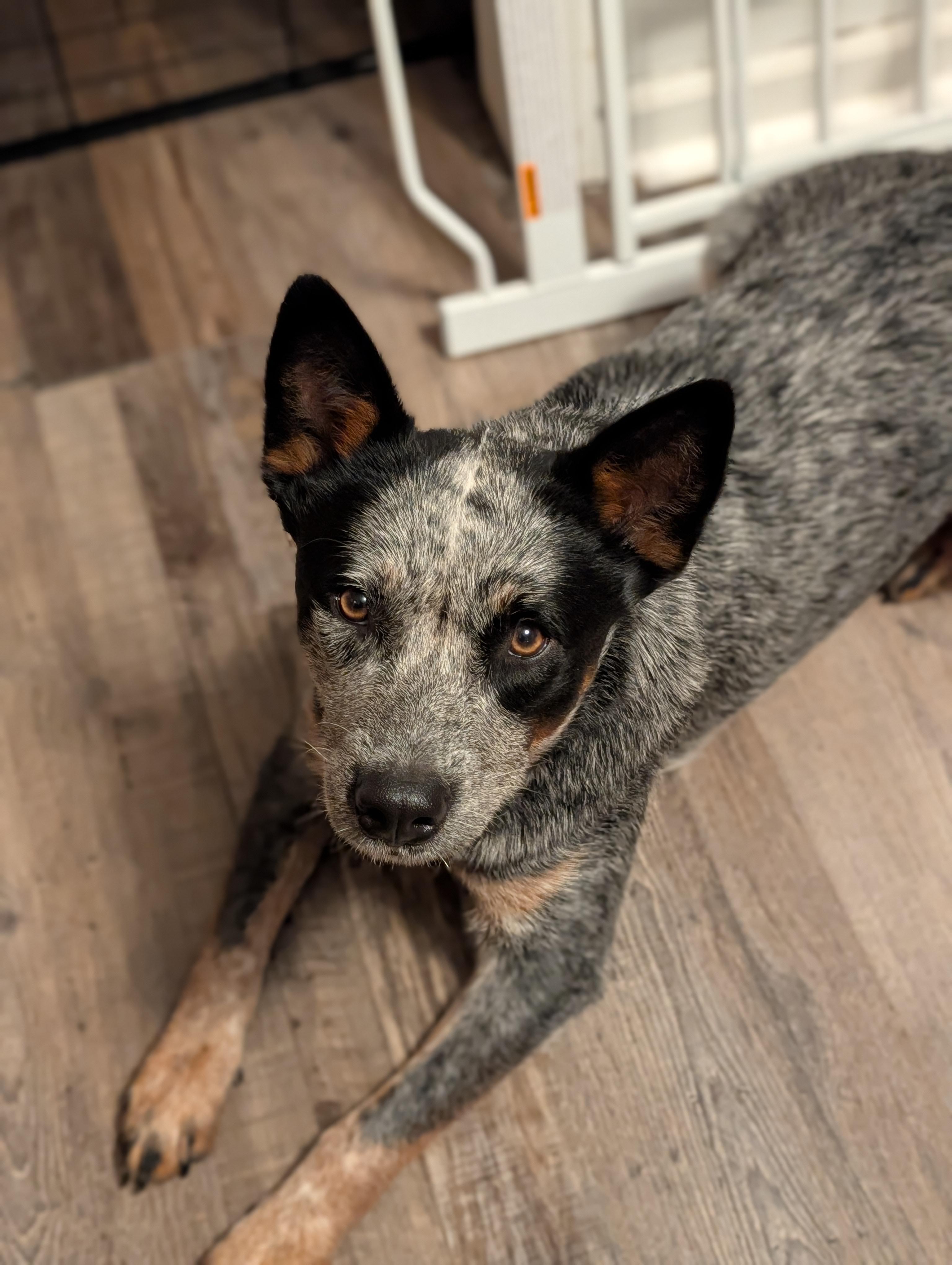 Enlarge Winston, a Adoptable Australian Cattle Dog / Blue Heeler in Bloomingdale, GA image 3/6