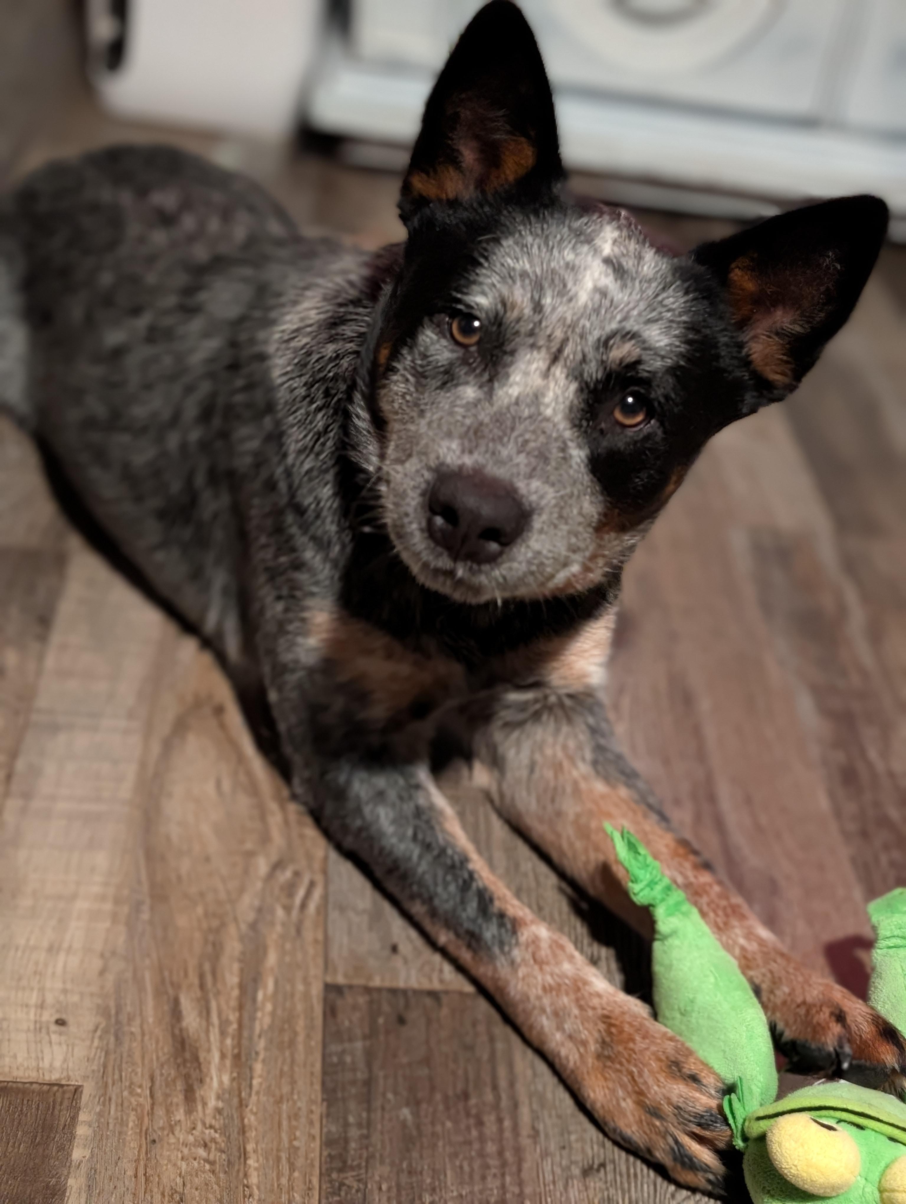 Winston, Adoptable, Young Male Australian Cattle Dog / Blue Heeler.