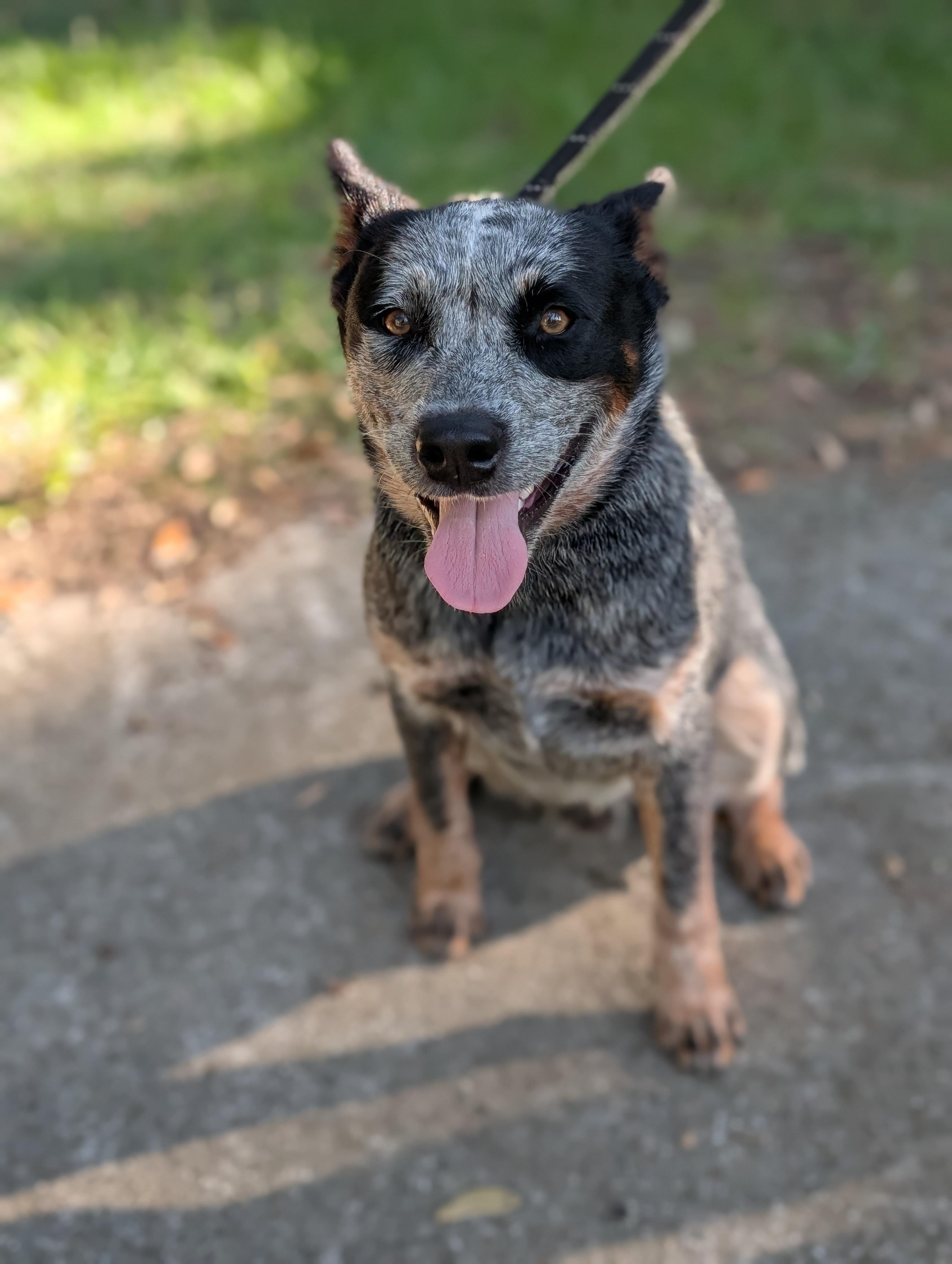 Enlarge Winston, a Adoptable Australian Cattle Dog / Blue Heeler in Bloomingdale, GA image 2/6