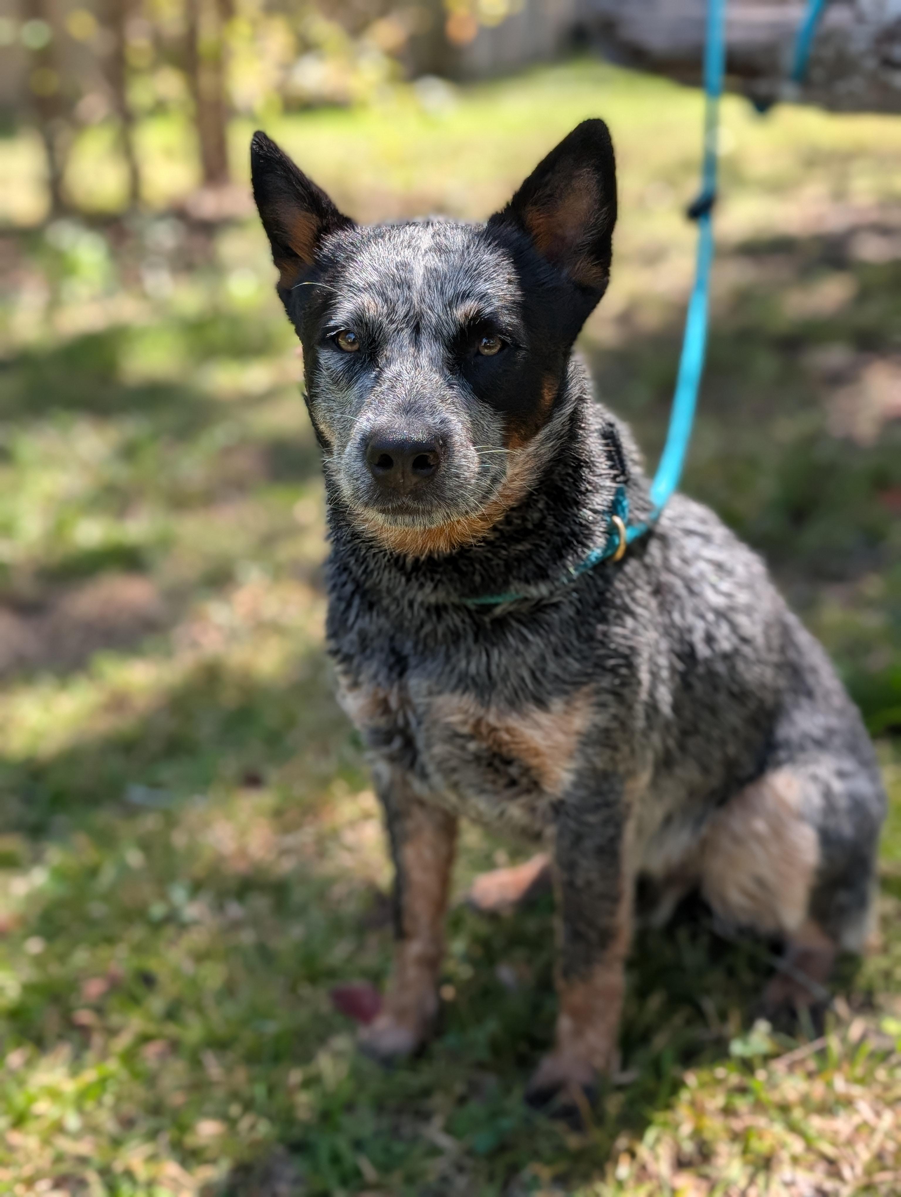 Enlarge Winston, a Adoptable Australian Cattle Dog / Blue Heeler in Bloomingdale, GA image 6/6