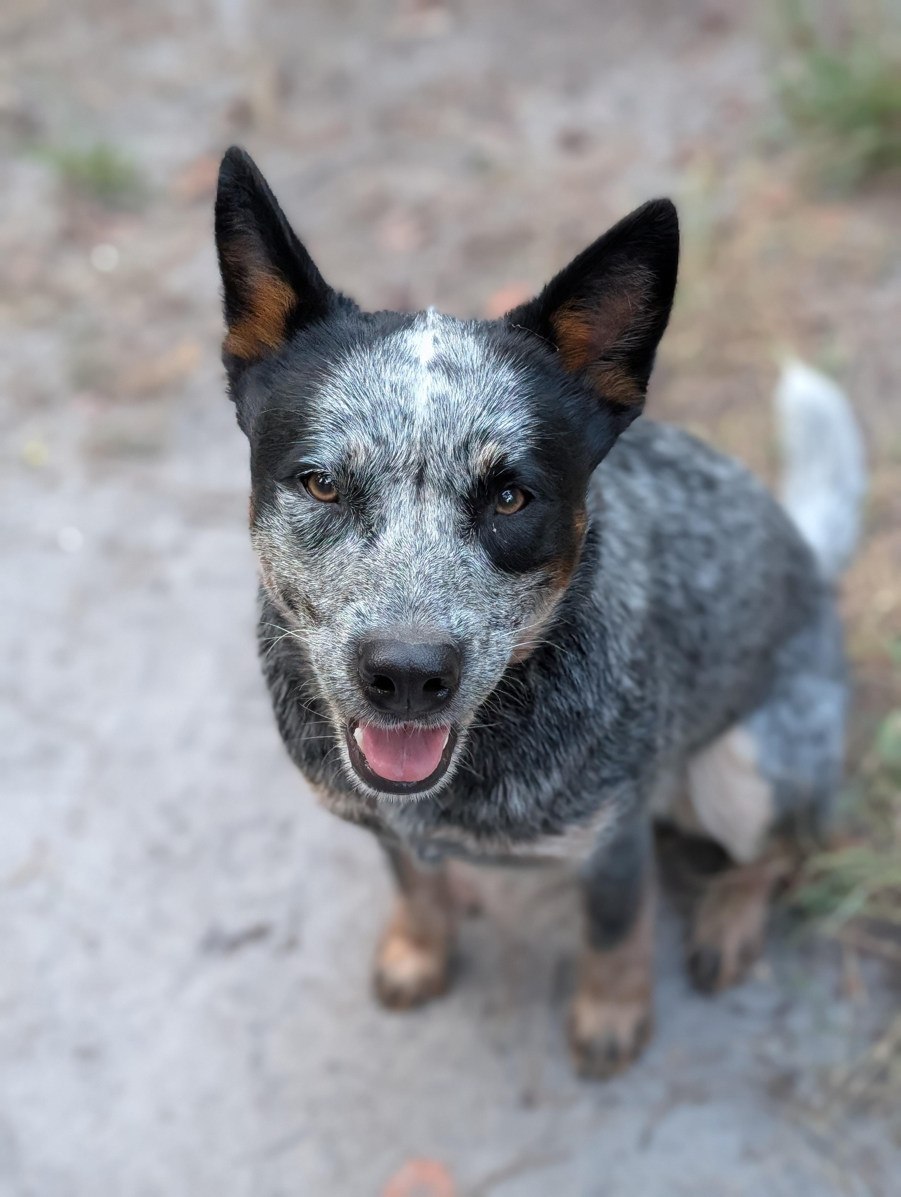 Enlarge Winston, a Adoptable Australian Cattle Dog / Blue Heeler in Bloomingdale, GA image 5/6