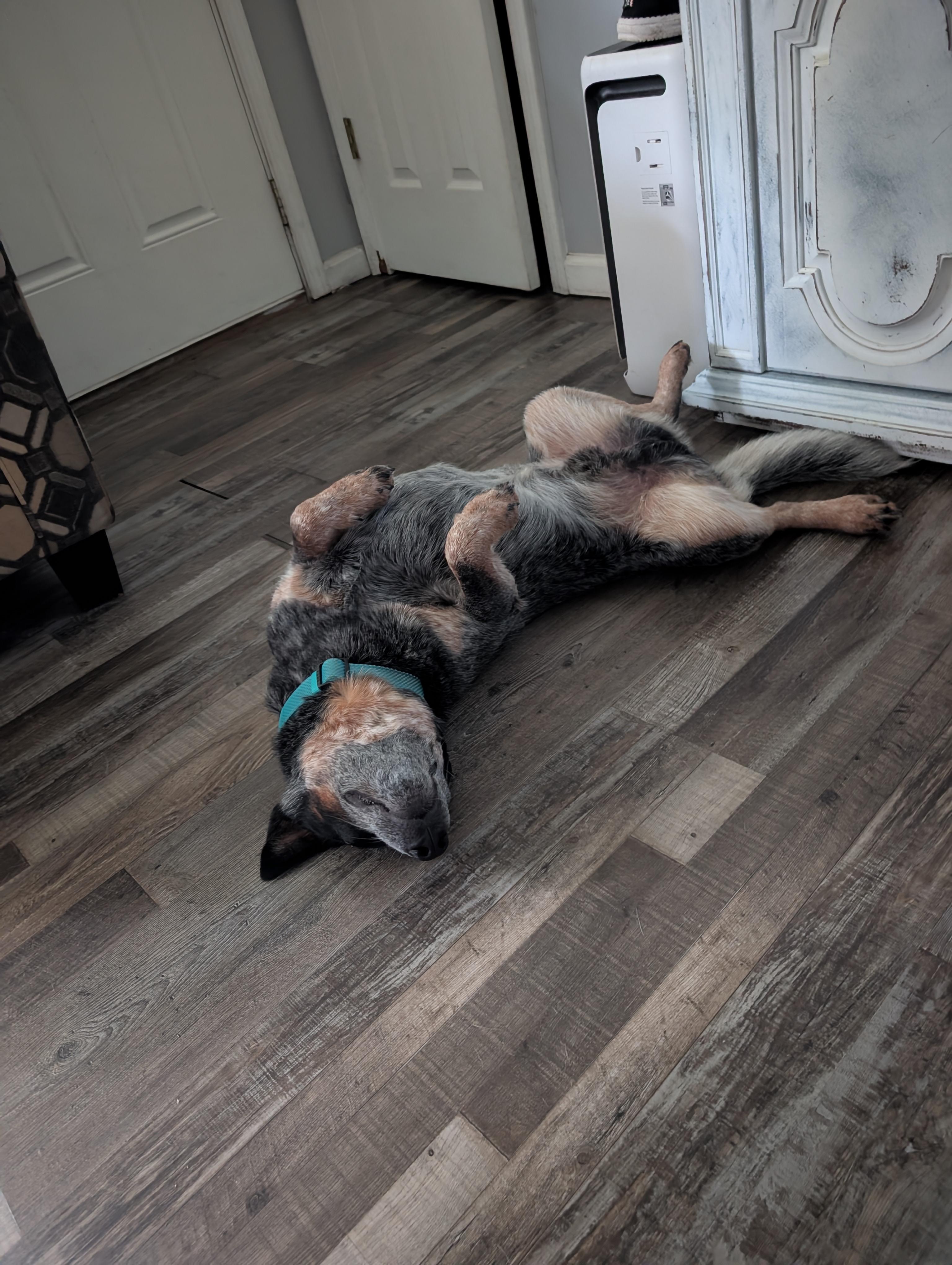 Enlarge Winston, a Adoptable Australian Cattle Dog / Blue Heeler in Bloomingdale, GA image 4/6