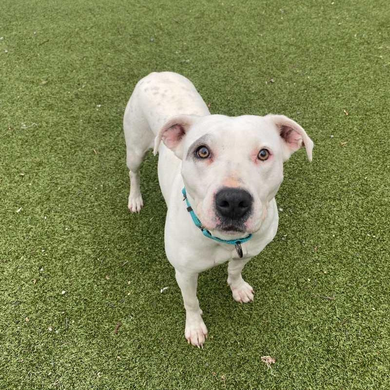 Halo, ADOPTABLE, Adult Female Mixed Breed.