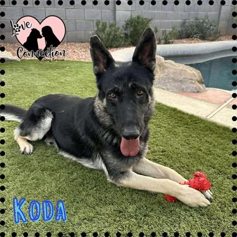 Enlarge Koda, a ADOPTABLE mixed breed in Gilbert, AZ image 1/1