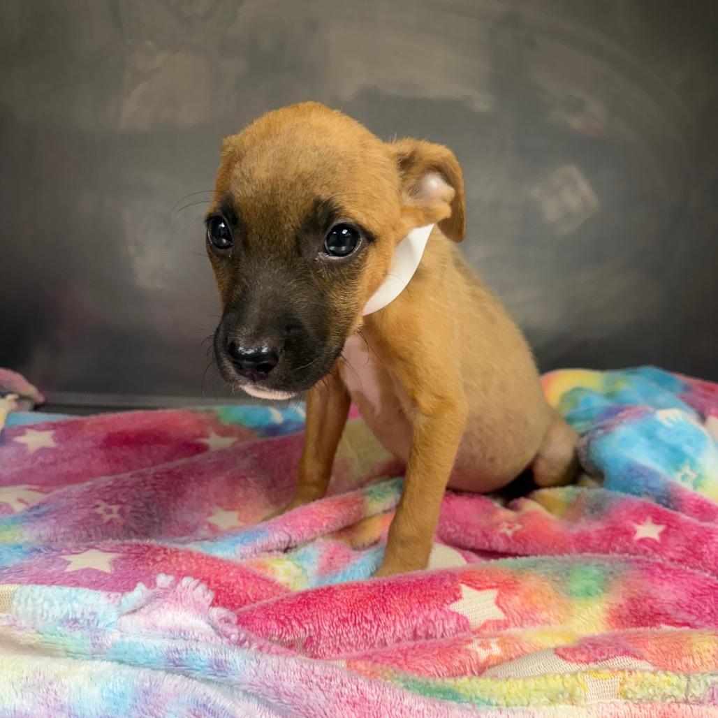 Enlarge Kenzie, a Adoptable Black Mouth Cur in Birmingham, AL image 1/1