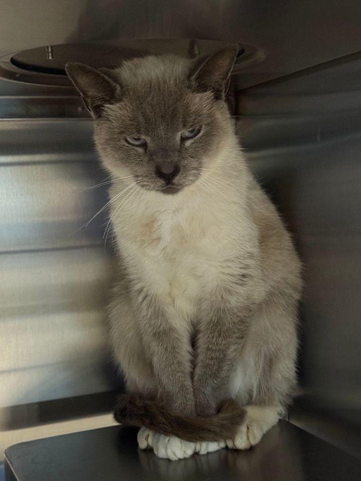 Enlarge Toshi, a Adopted Siamese in Staley, NC image 1/1