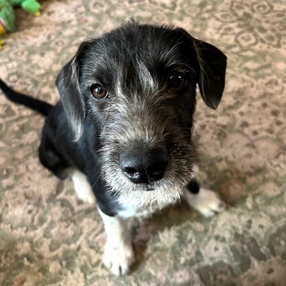 Katy, adopted, Puppy Female Terrier & Mixed Breed.
