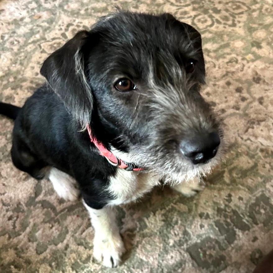 Katy, an adopted mixed breed in Ridgefield, NJ image 5/6